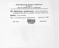 Sphaceloma symphoricarpi image